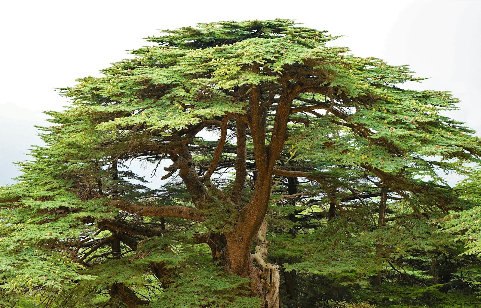Barouk Cedar Lodge